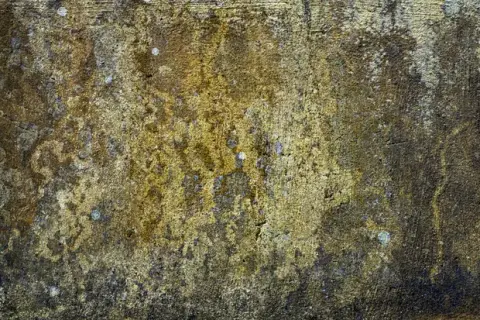 Feuchte Wand mit Schimmel und Salzausblühungen